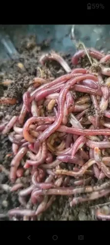 Minhocas para Compostagem e Pesca