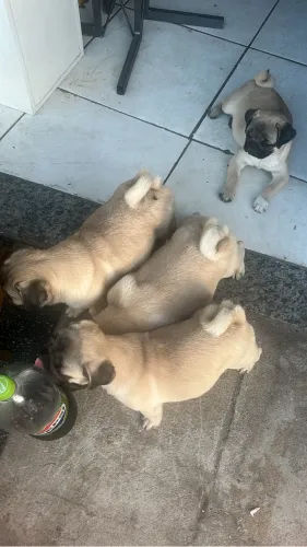 Vendo pug na promoção da virada do Brasil 