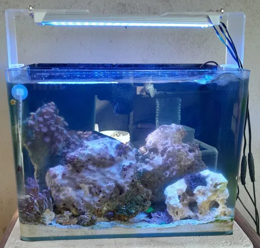 Aquario marinho