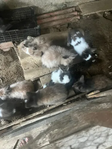 Vendo coelhos