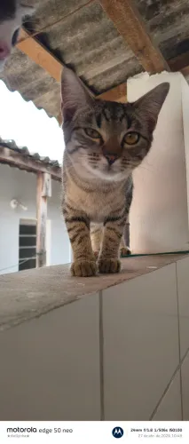 Estou doando porque não tenho mais condições pra cuidar