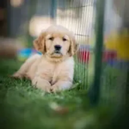 Baby golden retriever com contrato e garantia de saúde profissional dócil