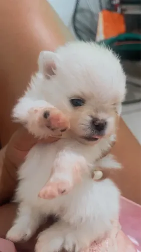 Splitz alemão LULU DA POMERANIA 