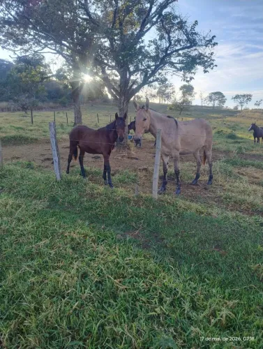 Burro registrado 