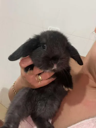 Coelho raça Mini Lop