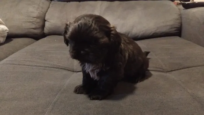 Vende se cachorro