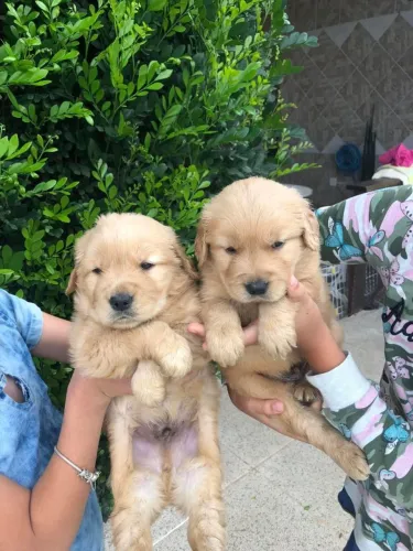 Filhote de Golden Retriever Para Transformar Momentos em Boas Lembranças