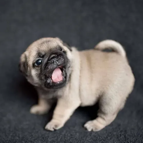 Filhotes de pug amáveis cheios de vida e amor