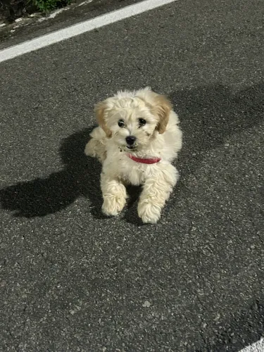 Filhote de shitzu