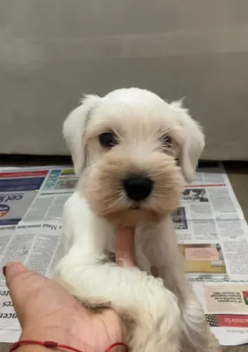 Macho de Schnauzer branco na promoção 