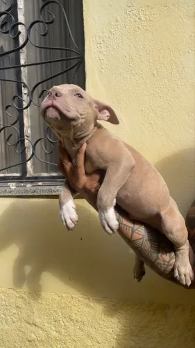 American Bully