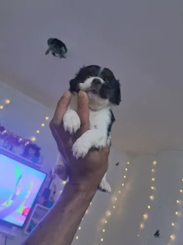 Shih tzu femea 850 