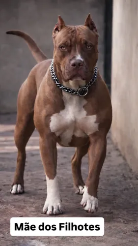 Pit Monster com pedigree 