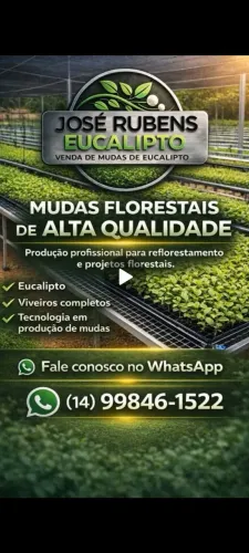 Mudas de eucalipto 