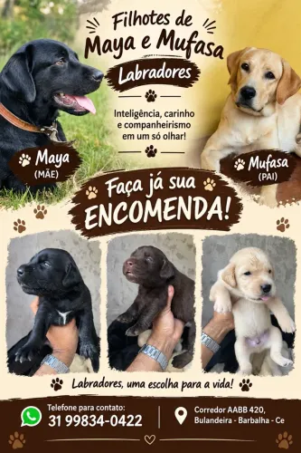 Filhotes de labradores 