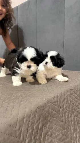 Filhote de Shihtzu 