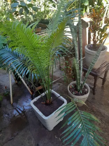 Frutíferas produzindo..temperos e plantas em geral