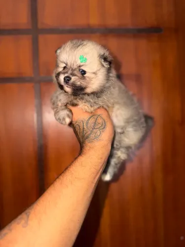 Lulu da pomerania anão