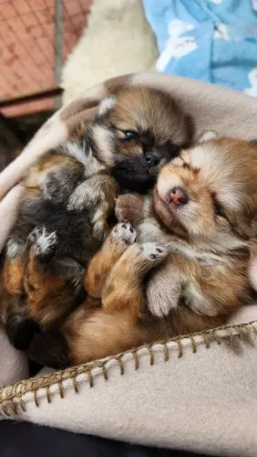 Lulu da Pomerânia ursinho 