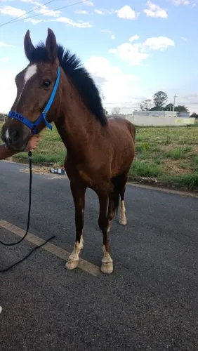 Cavalo Puro de marcha picada
