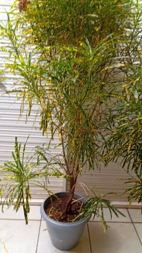 Plantas Brasileirinhas