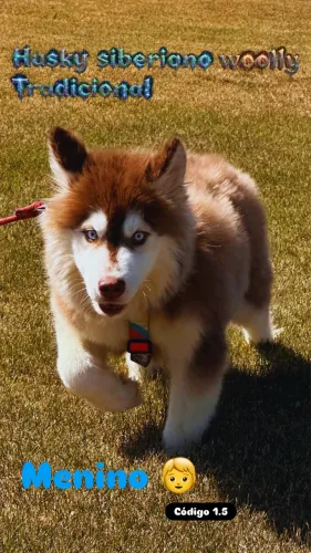 Husky macho
