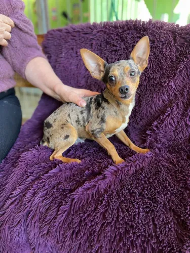 Vendo Pinscher macho 