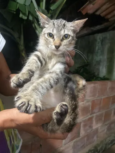 gatinha castrada para doação 