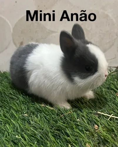 Mini coelho