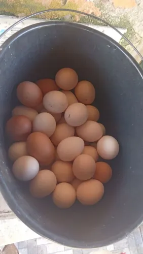 Ovos de galinha poedeira galados