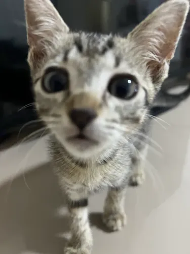 Gatinha filhote para adoção com Responsabilidade