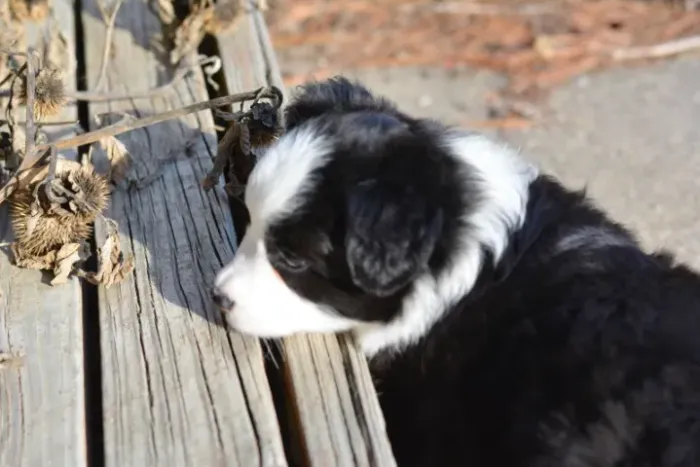 Filhotes de Border Collie | Prontos para alegrar seu lar!