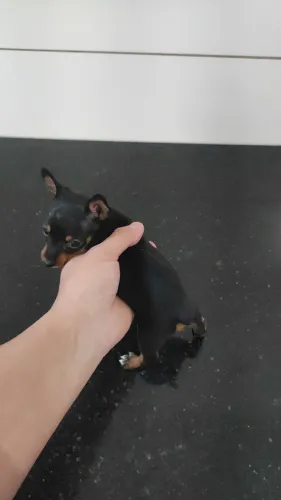 Pinscher