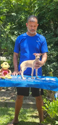 Galgo Italiano Femea - RJ e enviamos