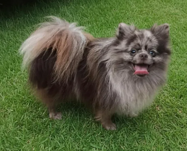 Machos de Spitz alemão para cobertura de fêmeas .