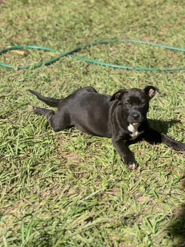 Pitbull fêmea preta dócil 