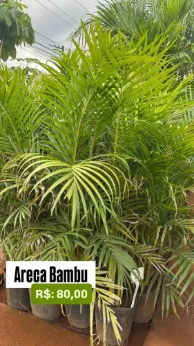 Muda de Areca Bambu
