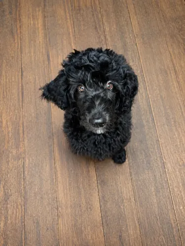 Poodle Puro Preto - Macho