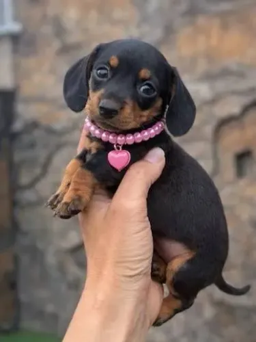 Basset dachshund / teckel feminhas disponiveis