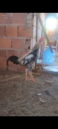 Ovos galados de índio gigante 250 a dúzia