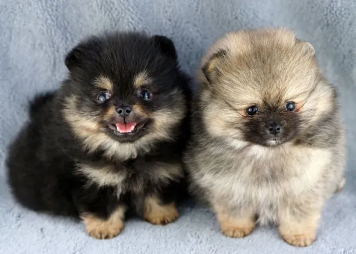 Filhotes de lulu da pomerania com ótima genética.