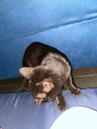 Doação de gatos 