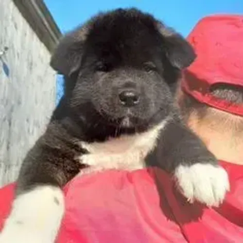 Akita Inu,Akita Inu Filhote Selecionado Alta Procedência
