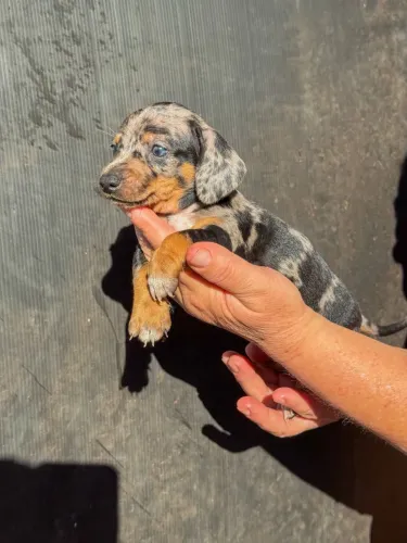 Dachshund 