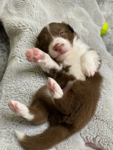 Essencial para evitar tédio e comportamentos inadequados.