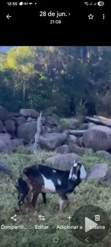 Cabra vendo ou troco por bodinho de 3 A 4 mêses zap *