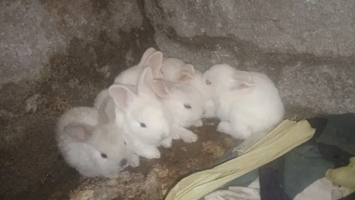 Filhotes de coelho 