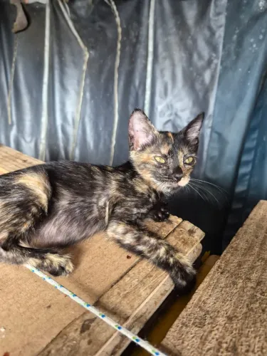 Fêmea 2 meses, leia descrição e veja a última foto