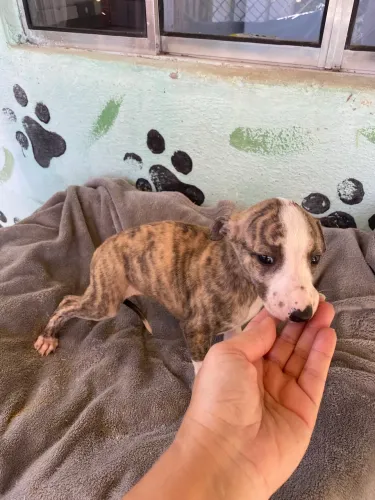 Whippet filhotes machos e fêmeas