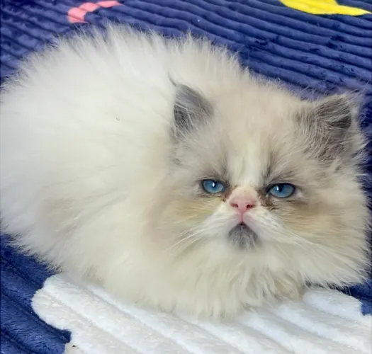 Gatinho Persa 